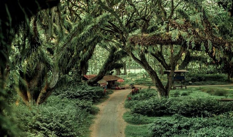 De Djawatan Forrest Banyuwangi