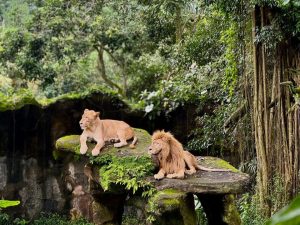 The Grand Taman Safari Prigen Destinasi Wisata Keluarga Terbaik di Jawa Timur