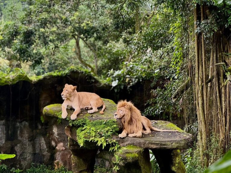 The Grand Taman Safari Prigen Destinasi Wisata Keluarga Terbaik di Jawa Timur